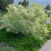 Variegated Dogwood